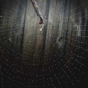 Close-up of spider on web