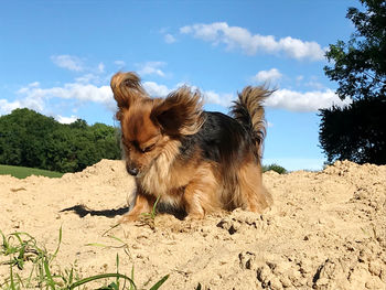 View of a dog on field