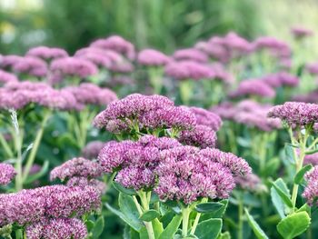 Close-up of pink flowering plants