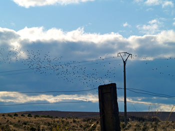 Low angle view of birds flying against sky