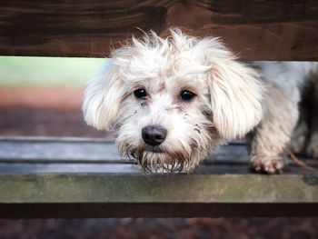Funny maltese dog sticking his head under the bench
