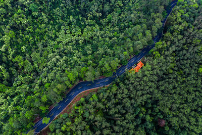 High angle view of road amidst trees in forest