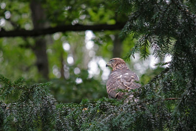 Low angle view of hawk perching on branch