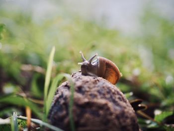 Close-up of snail on rock