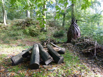 Wood amidst trees in forest