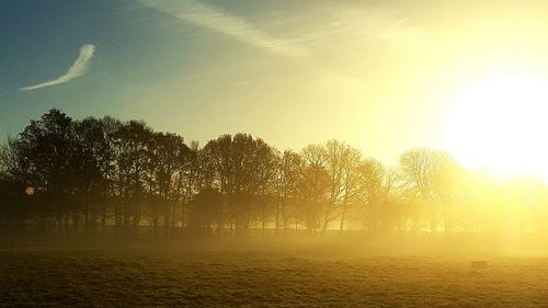 Sun shining through trees