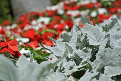 Close-up of red leaves