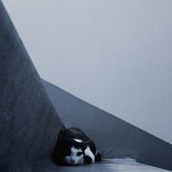 Portrait of cat relaxing on floor