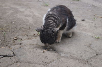 High angle view of a cat on footpath