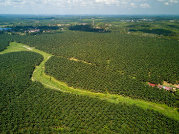 High angle view of agricultural field