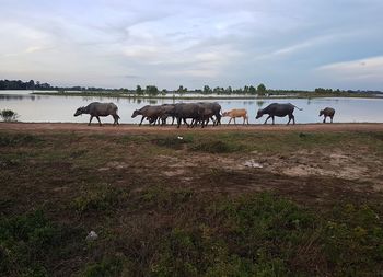 Cows grazing on field against sky