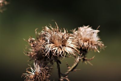 Close-up of dried thistle