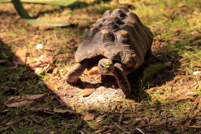 Red-footed tortoise chelonoidis carbonaria can be found in south america and parts of north america.
