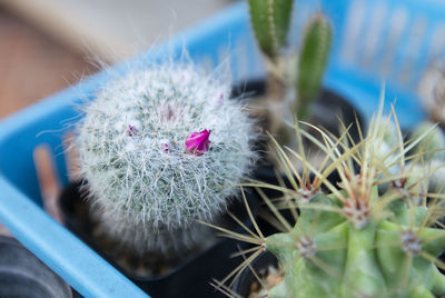 Close-up of cactus flower pot