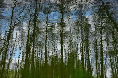 Low angle view of trees against sky
