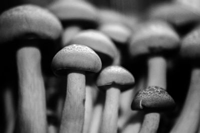 Close-up of mushrooms growing outdoors