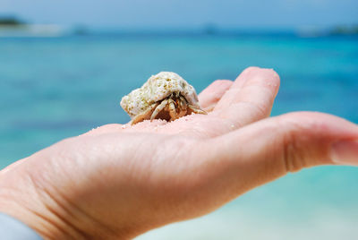 Close-up of hand holding hermit crab