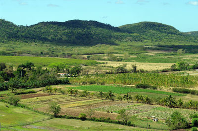Scenic view of agricultural field against sky