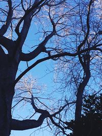 Low angle view of bare trees against sky