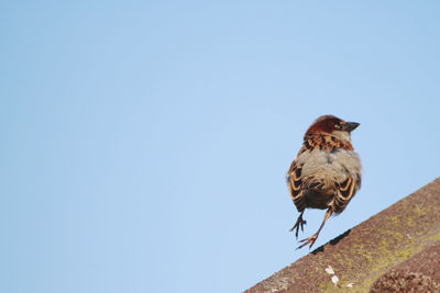 Low angle view of bird perching on roof against clear sky