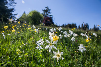 Close-up of white flowering plants on field against sky