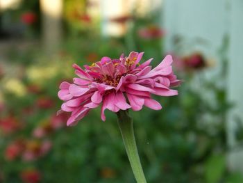 Close-up of pink flower