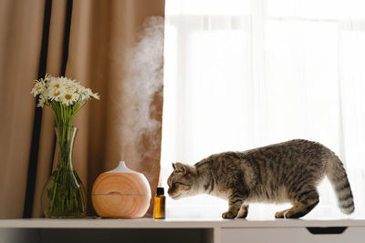 Aromatherapy concept. aroma oil diffuser on the table against the window.