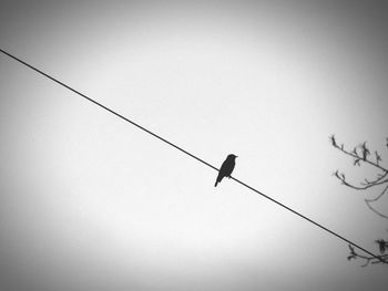 Low angle view of silhouette bird flying against clear sky