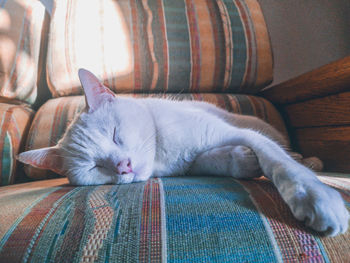 Cat sleeping on sofa