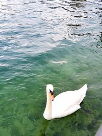 High angle view of swan swimming in lake