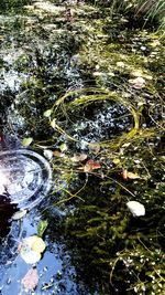 High angle view of leaf floating on water