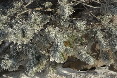 Close-up of dried leaves on snow covered land
