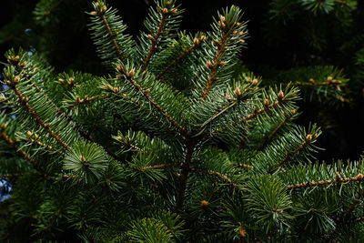 Close-up of pine tree