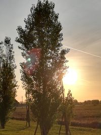 Trees on field against sky during sunset