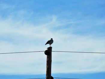 Low angle view of bird perching on wooden post against sky