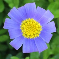 Close-up of yellow flower