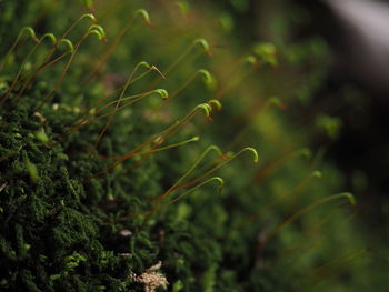 Close-up of fresh green plant