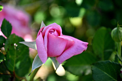 Close-up of pink flower blooming outdoors