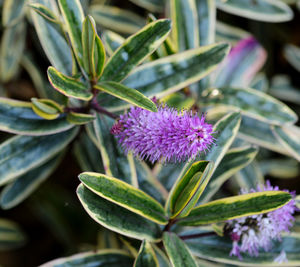 Close-up of purple flowering plant