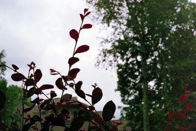 Low angle view of flower tree against sky