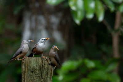 Close-up of birds perching on wooden post