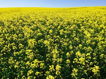 View of oilseed rape field