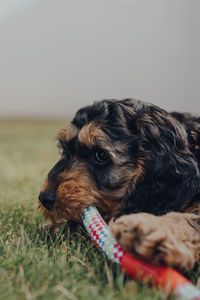 Close up of a cute two month old cockapoo puppy playing with a rubber and rope toy in a garden.