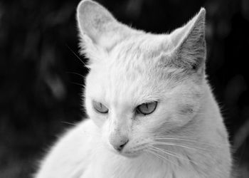 Close-up portrait of cat