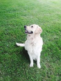 Dog on grassy field