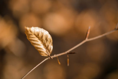 Close-up of dried leaf