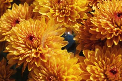 Close-up of yellow flowers blooming outdoors