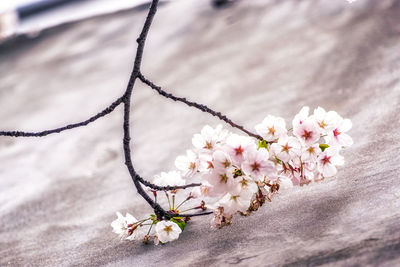 Close-up of cherry blossoms on tree