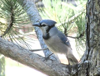 Close-up of bird perching on tree
