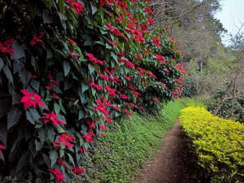 Red flowering plants